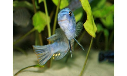 Labeotropheus trewavasae Thumbi west